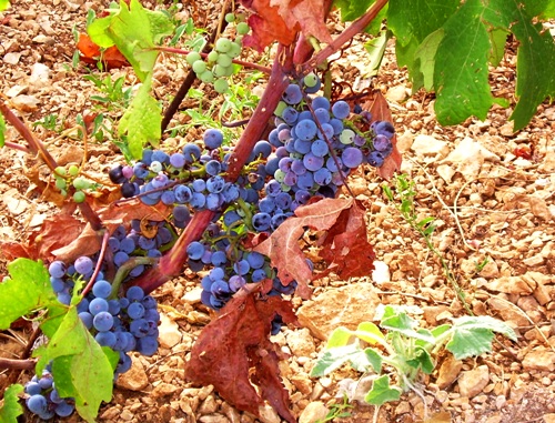 Wine-Times