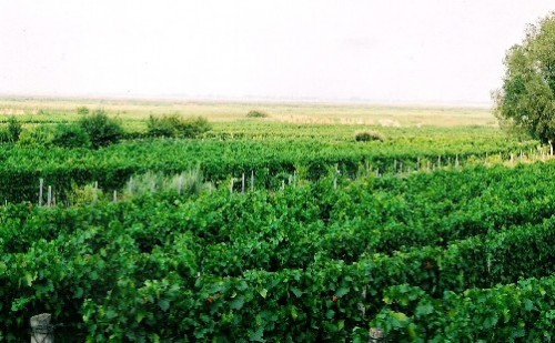 Wine-Times