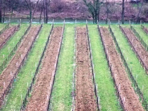 Wine-Times