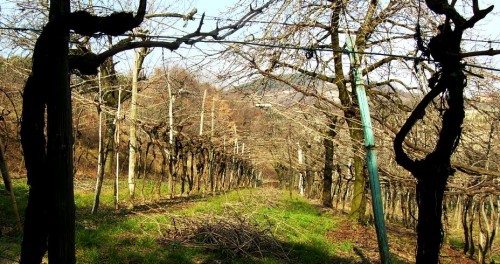 Wine-Times