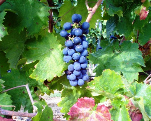 Wine-Times