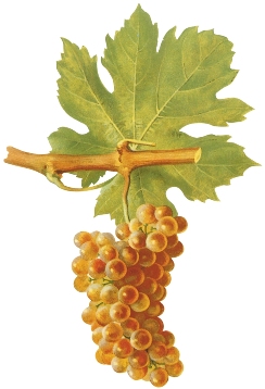 Wine-Times